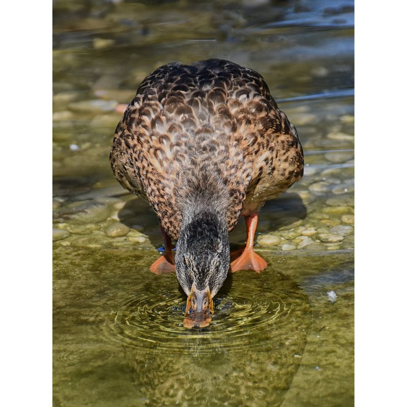 Lakeside Brown Duck Puzzle – Earthy Grey Bird Line 1000pc