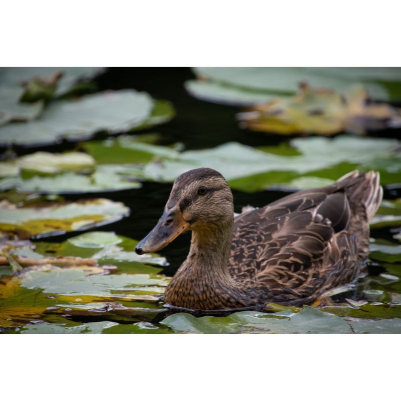 Lily Pad Duck Puzzle – Dark Green & Brown Pond Scene 1000pc