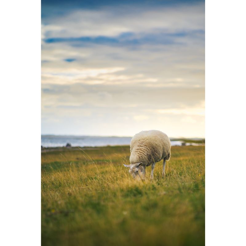 Lone Sheep Grazing by Ocean at Sunset in Golden Meadow Puzzle 1000pcs
