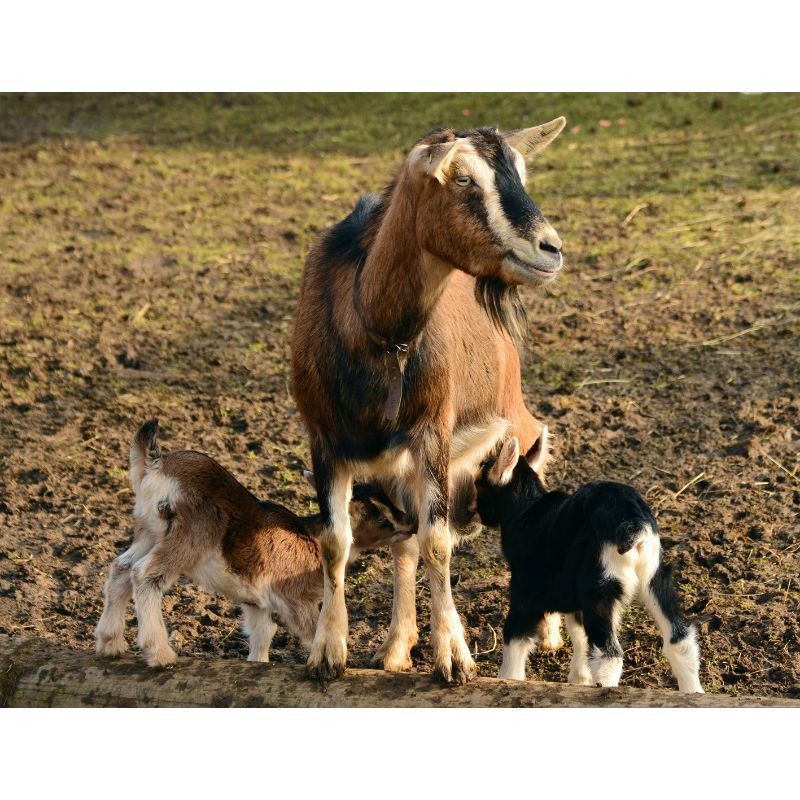 Loving Goat Family Muddy Pasture 1000 Piece Puzzle