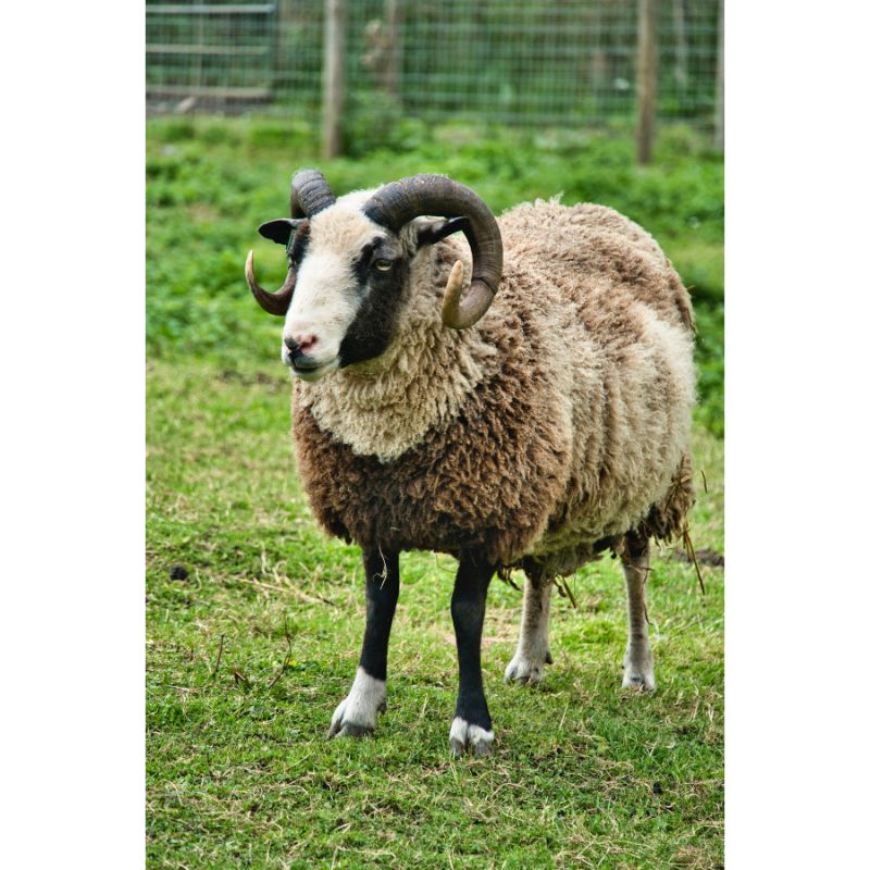 Majestic Curly-Horned Sheep in Lush Green Pasture 1000 Piece Puzzle