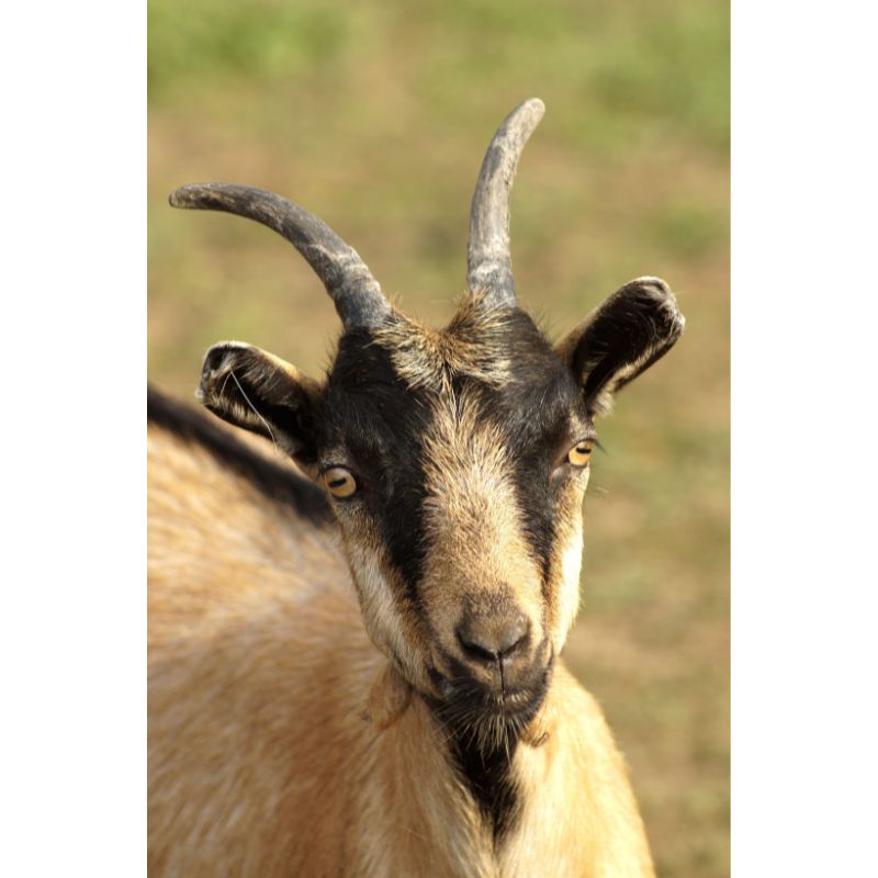 Majestic Farm Goat Gaze Rural Life 1000 Piece Puzzle