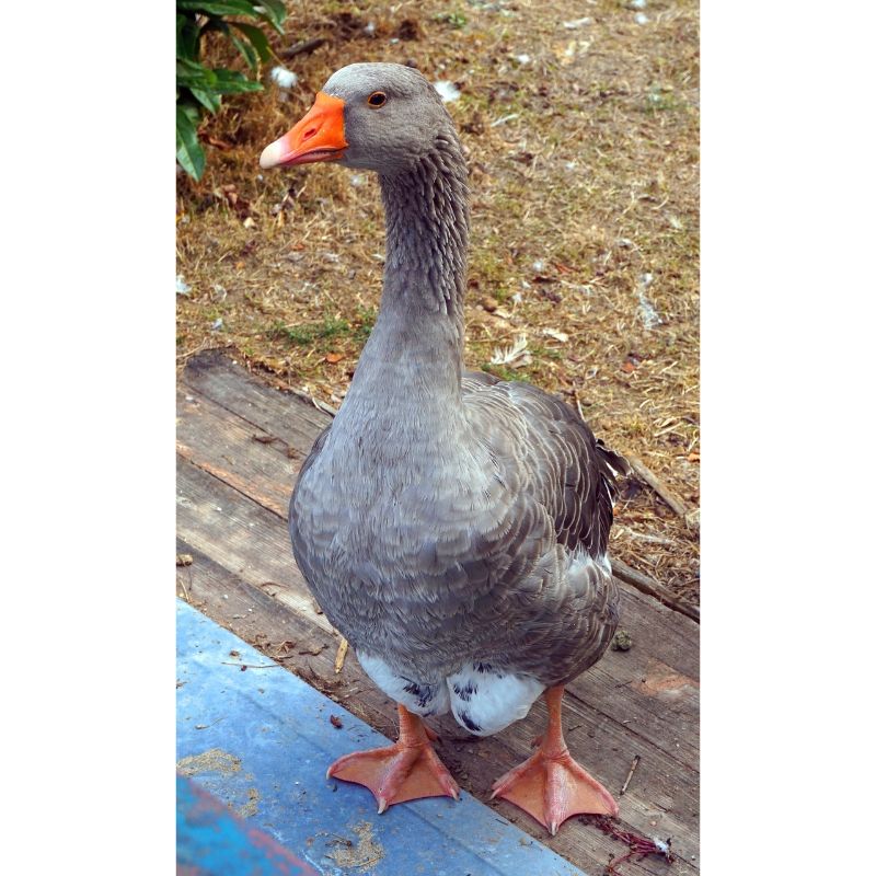 Majestic Grey Goose Puzzle – Farmyard Fowl Scene 1000pc
