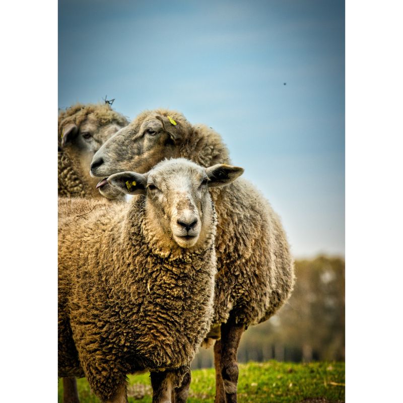 Majestic Grey Sheep Trio in Meadow with Blue Sky 1000 Piece Puzzle