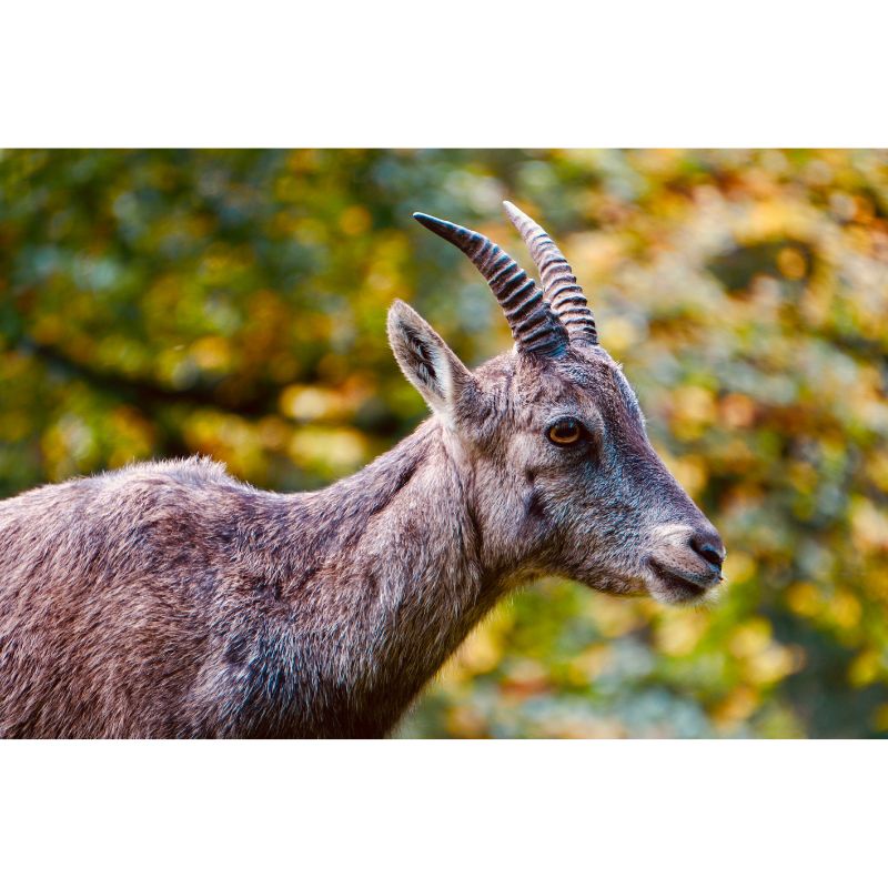 Majestic Ibex Portrait Mountain Wildlife 1000 Piece Puzzle