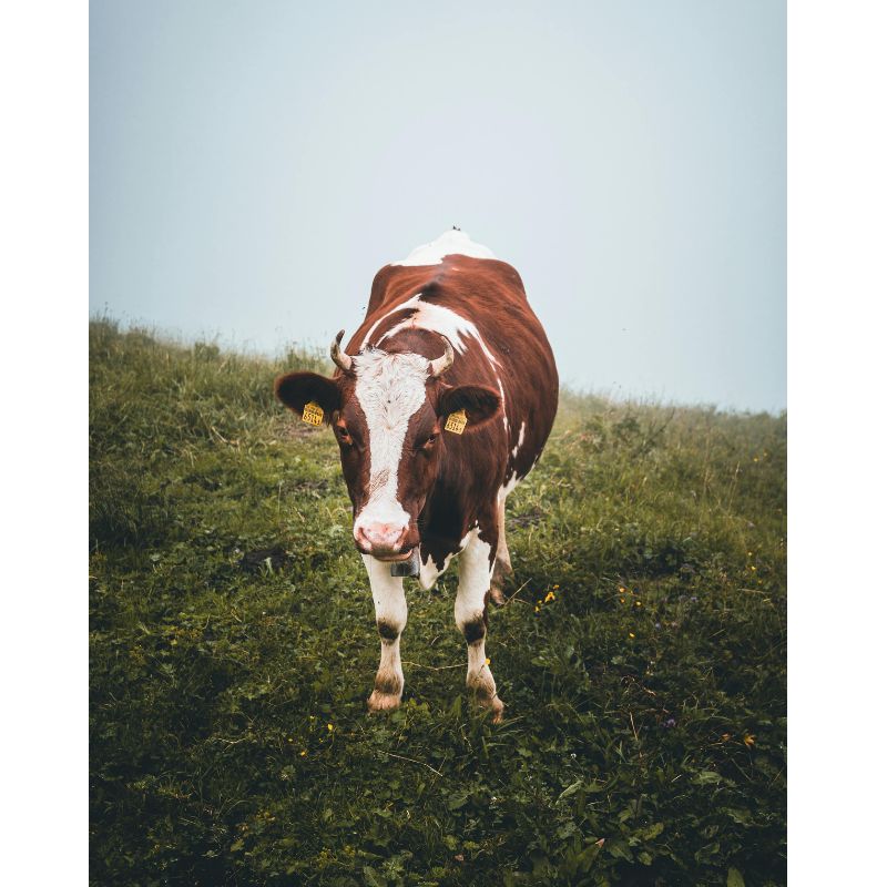 Misty Mountain Brown White Cow Bell 1000 Piece Puzzle