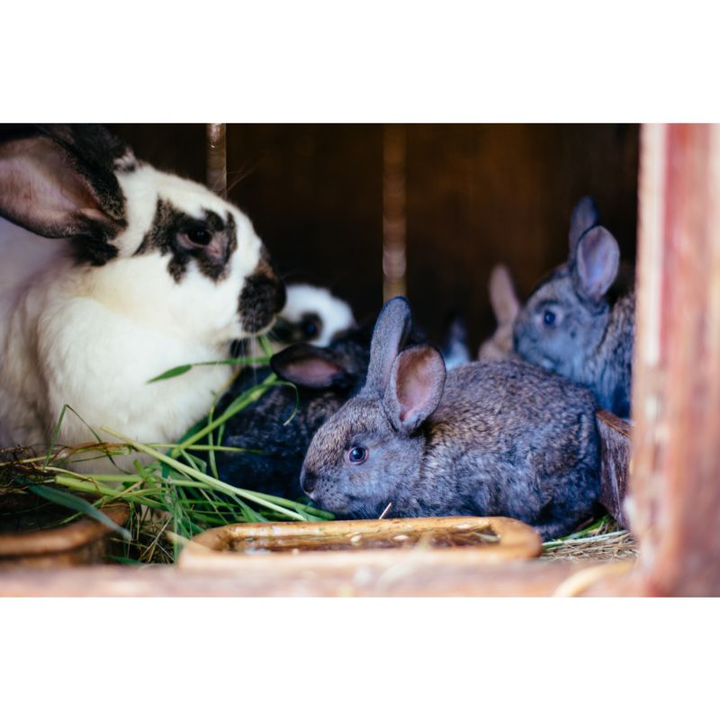Mother Rabbit and Baby Bunnies in Cozy Hutch Scene Puzzle – 1000 Pieces
