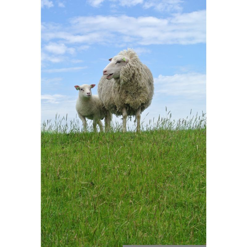 Mother Sheep and Lamb Under Blue Sky in Green Pasture 1000 Piece Puzzle