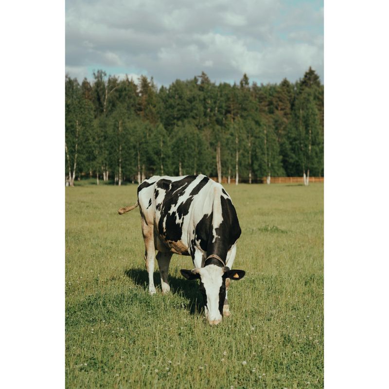 Pastoral Black and White Cow Puzzle – 1000 Piece Meadow Scene