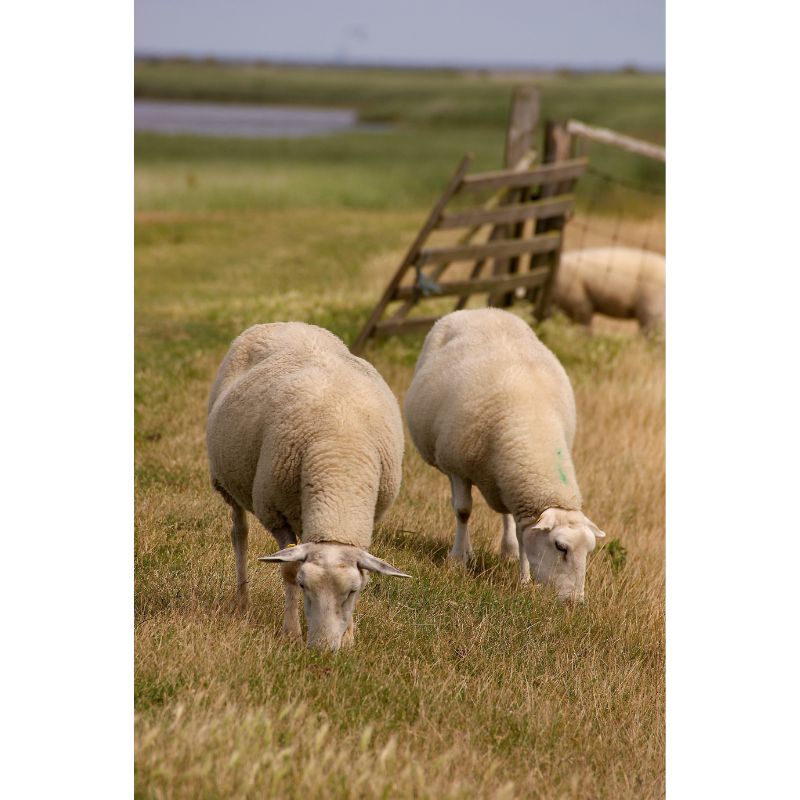 Peaceful Grazing Sheep by Wooden Fence in Meadow 1000 Piece Puzzle
