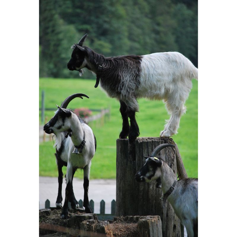 Playful Alpine Goat Trio Rustic Farm 1000 Piece Puzzle