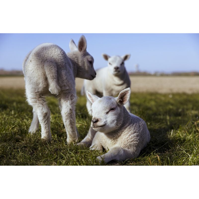 Playful Spring Lambs Relaxing in Sunny Pasture 1000 Piece Puzzle