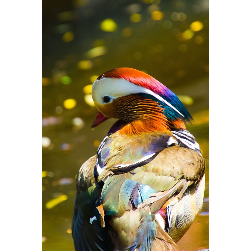 Radiant Plumage Mandarin Duck Nature Art 1000-Piece Puzzle
