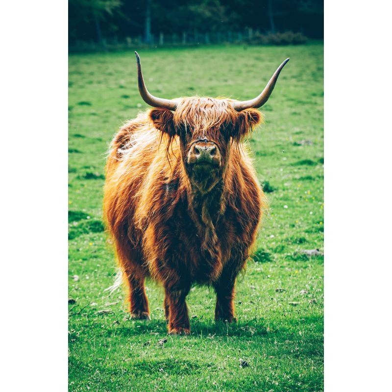 Reddish Brown Highland Cattle 1000 Piece Pasture Puzzle