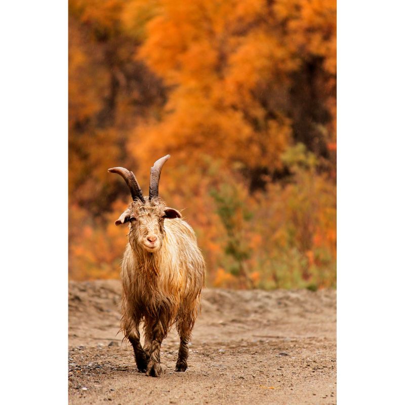 Regal Autumn Goat Wilderness Trail 1000 Piece Puzzle