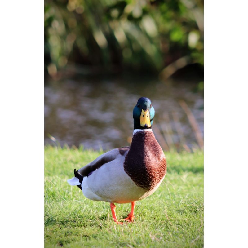 Regal Mallard Duck Pond Puzzle – Green Brown & White Avian 1000pc
