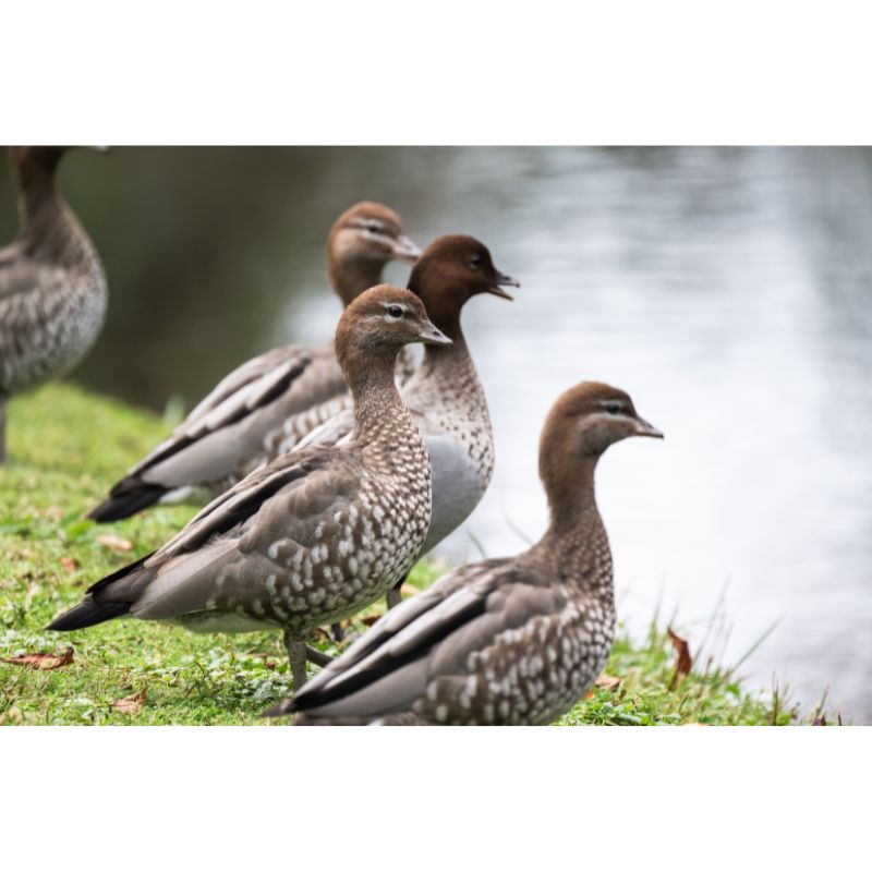 Riverside Duck Lineup Puzzle – Brown Tonal Avian Scene 1000pc