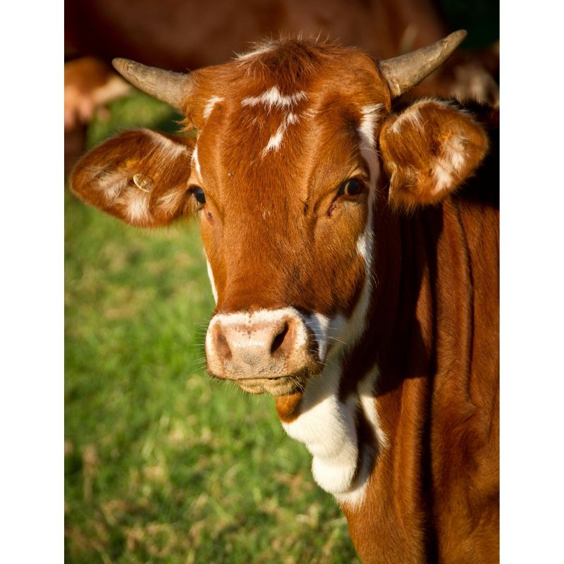 Rustic Auburn Horned Cow Portrait 1000 Piece Puzzle