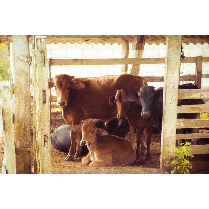 Rustic Barn Brown Calf Herd 1000 Piece Puzzle