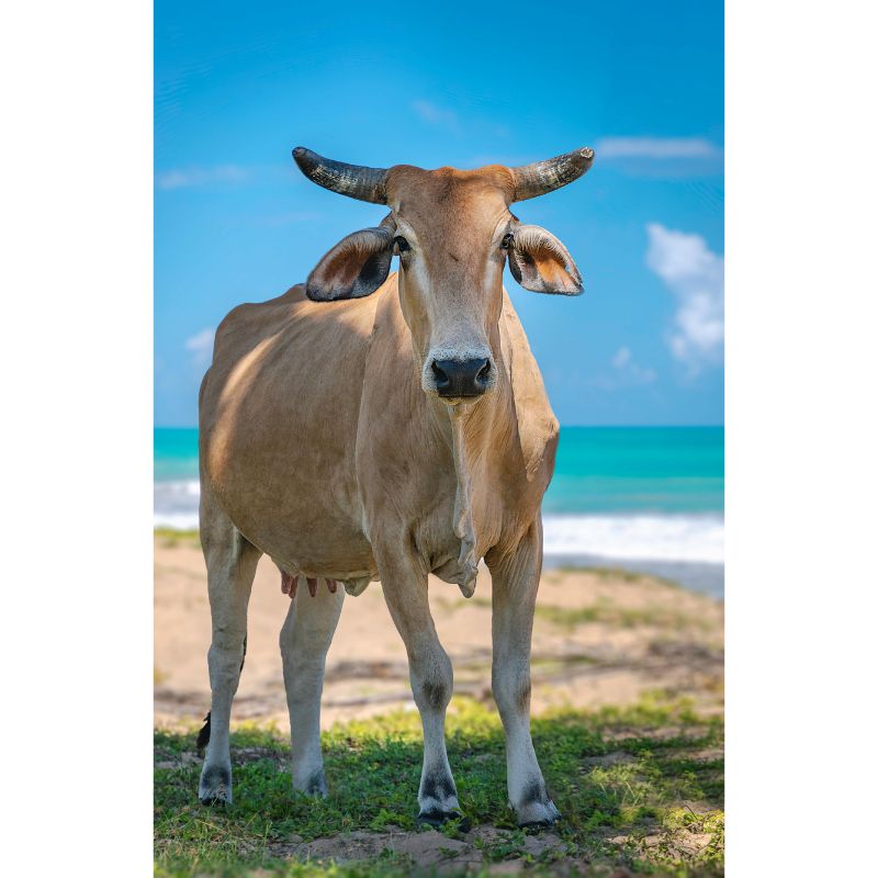 Rustic Cow by the Seaside Puzzle – 1000 Piece Scenic Nature