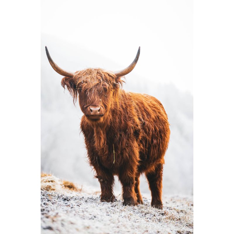 Rustic Red Highland Cow 1000 Piece Frost Puzzle