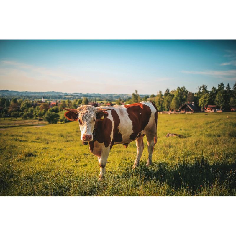 Scenic Pasture Brown White Cow 1000 Piece Puzzle