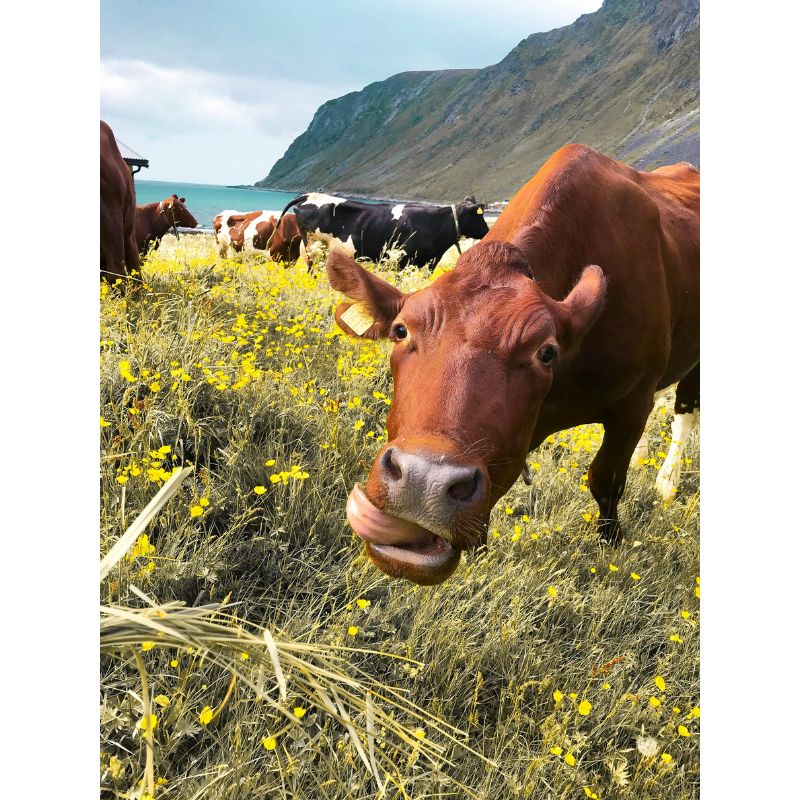 Seaside Cow in Wildflower Field Puzzle – 1000 Piece Coastal Scene