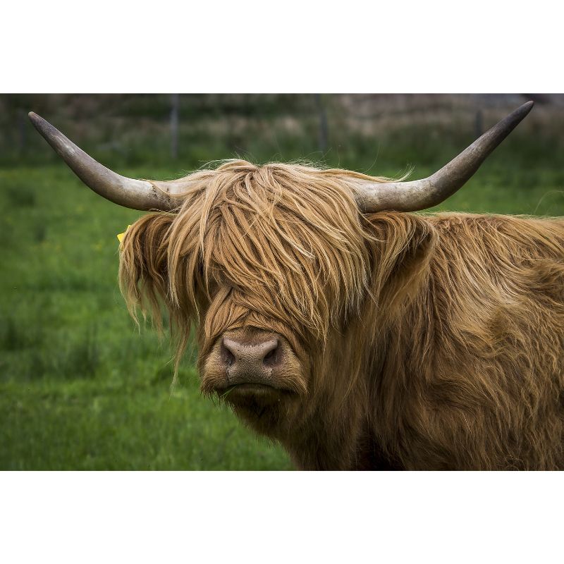 Shaggy Faced Highland Cow 1000 Piece Meadow Puzzle