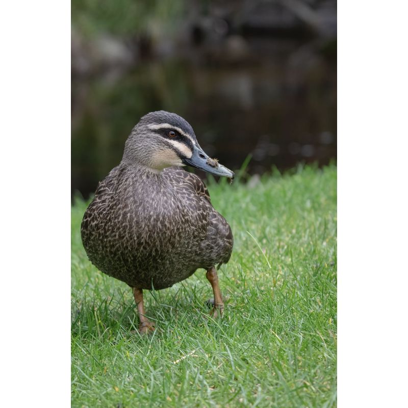 Spotted Brown Duck Puzzle – Green Grass Nature Scene 1000pc