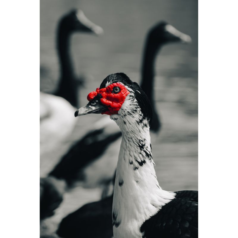 Striking Muscovy Duck Puzzle – Red, Black & White Avian 1000pc