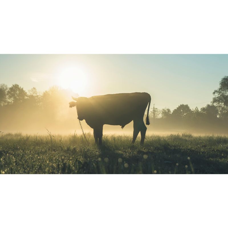 Sunrise Silhouette Cow Puzzle – 1000 Piece Golden Pasture Scene