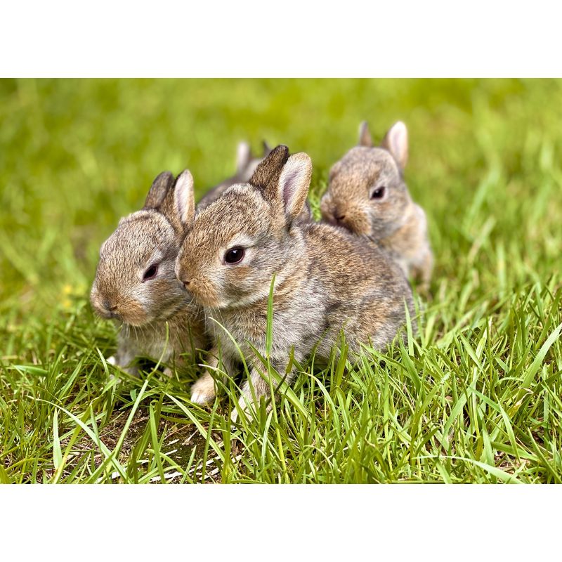 Three Adorable Baby Brown Bunnies in Fresh Green Grass Puzzle – 1000 Pieces