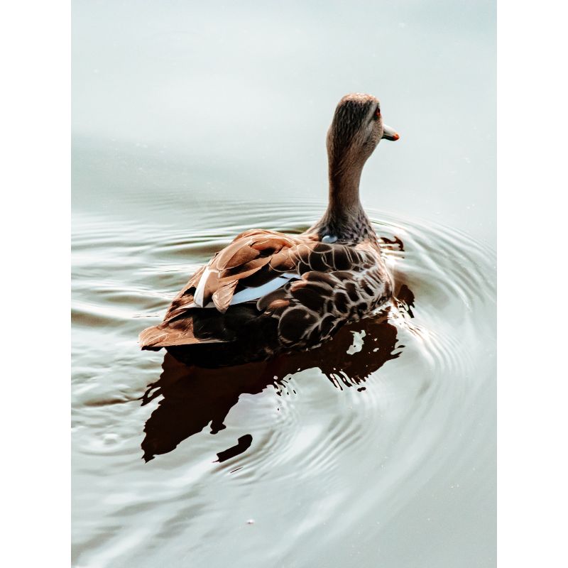 Tranquil Water Duck Puzzle – Brown & White Ripple Scene 1000pc