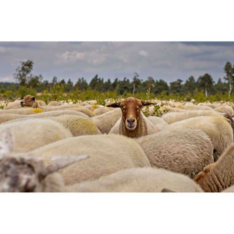 Unique Brown Sheep Among Flock in Scenic Meadow 1000 Piece Puzzle