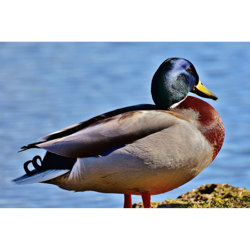 Vibrant Mallard Duck Puzzle – Green & Brown Avian Scene 1000pc