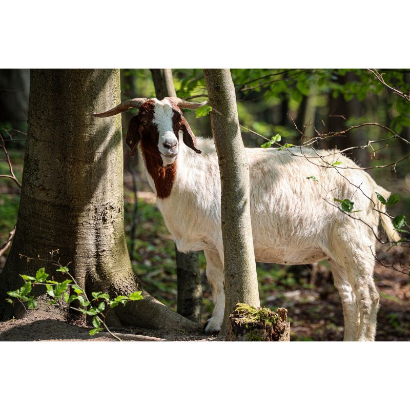 White Brown Goat Forest Glade 1000 Piece Puzzle