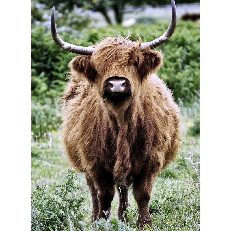 Wild Brown Highland Cow 1000 Piece Forest Puzzle