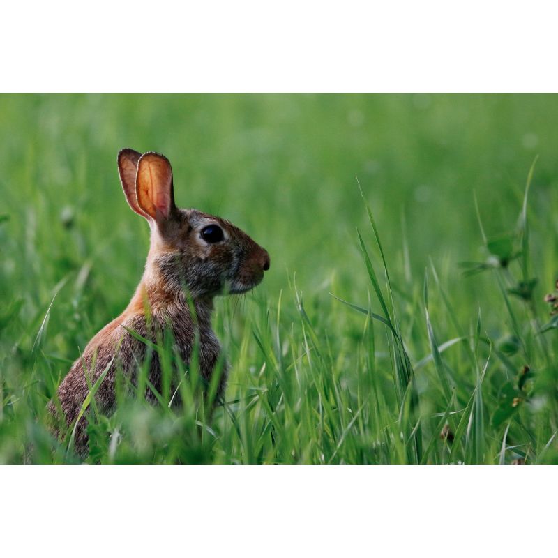 Wild Brown Rabbit Hiding in Tall Lush Green Grass Puzzle – 1000 Pieces