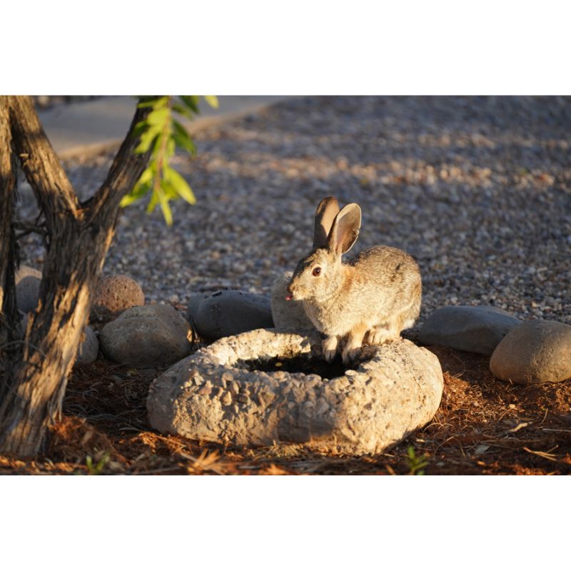 Wild Desert Bunny at Stone Water Bowl in Golden Sunset Puzzle – 1000 Pieces