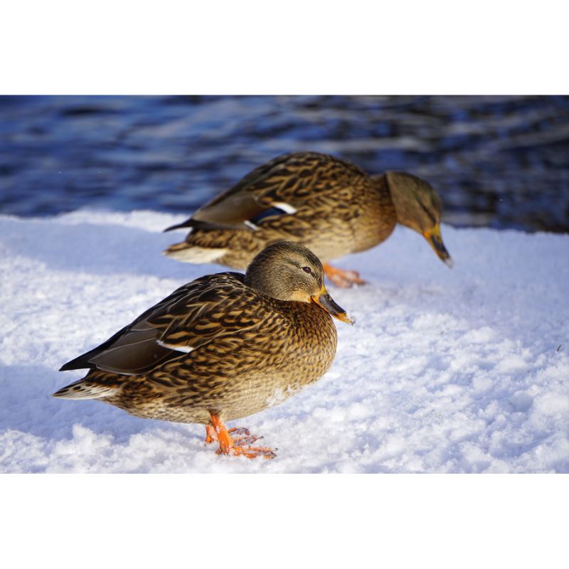 Winter Ducks Snow Puzzle – Brown & White Avian Scene 1000pc