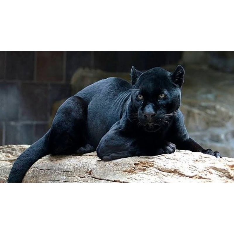 Majestic Panther on Rock 1000 Piece Observation Puzzle