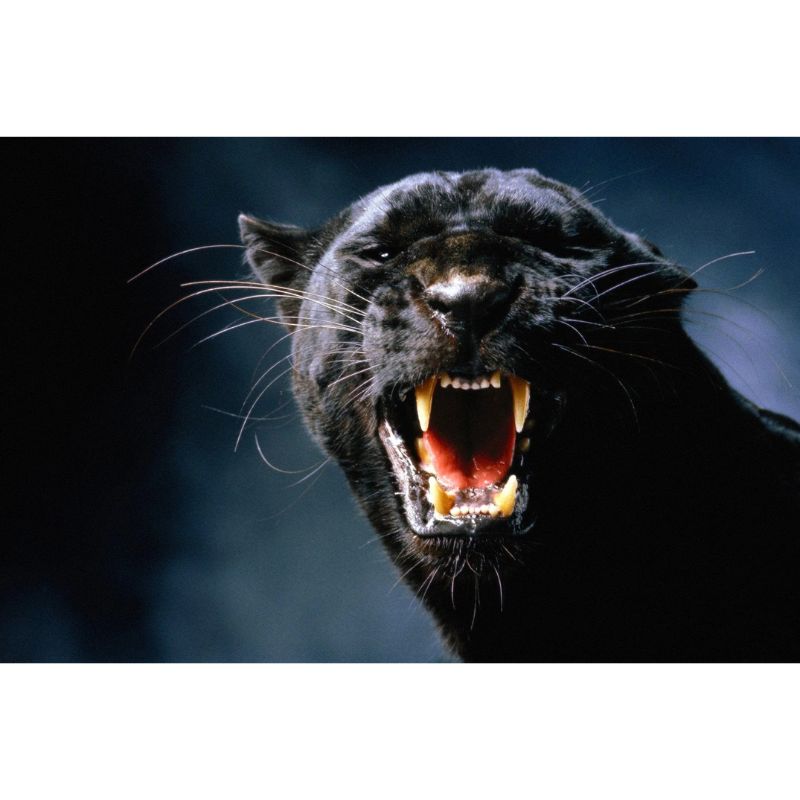 Roaring Black Panther 1000 Piece Dramatic Jigsaw Puzzle