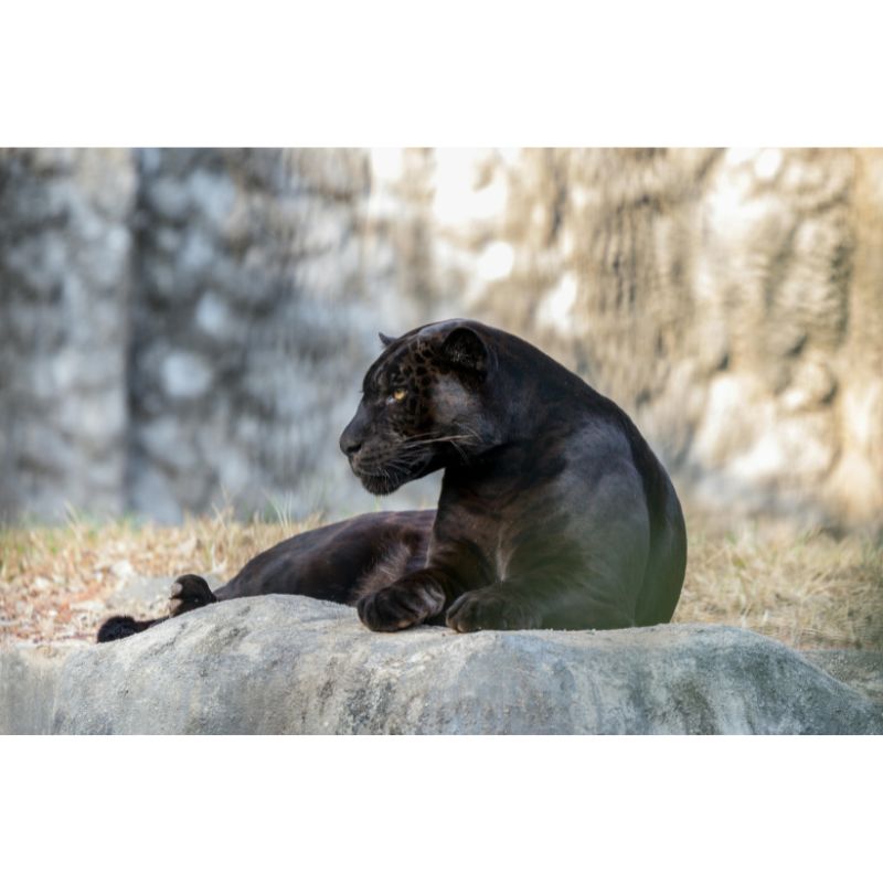 Serene Panther on a Rock 1000 Piece Wildlife Puzzle