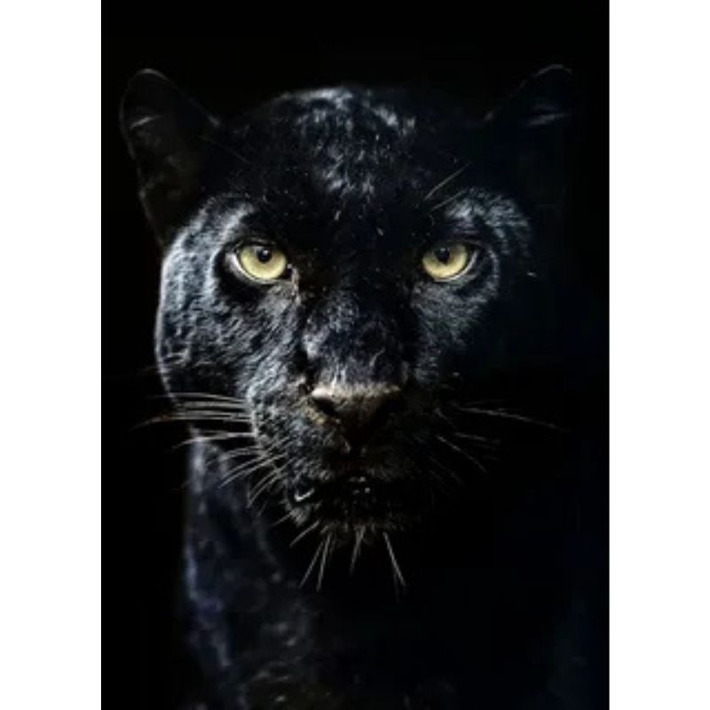 The Black Panther's Golden Eyes 1000 Piece Portrait Puzzle